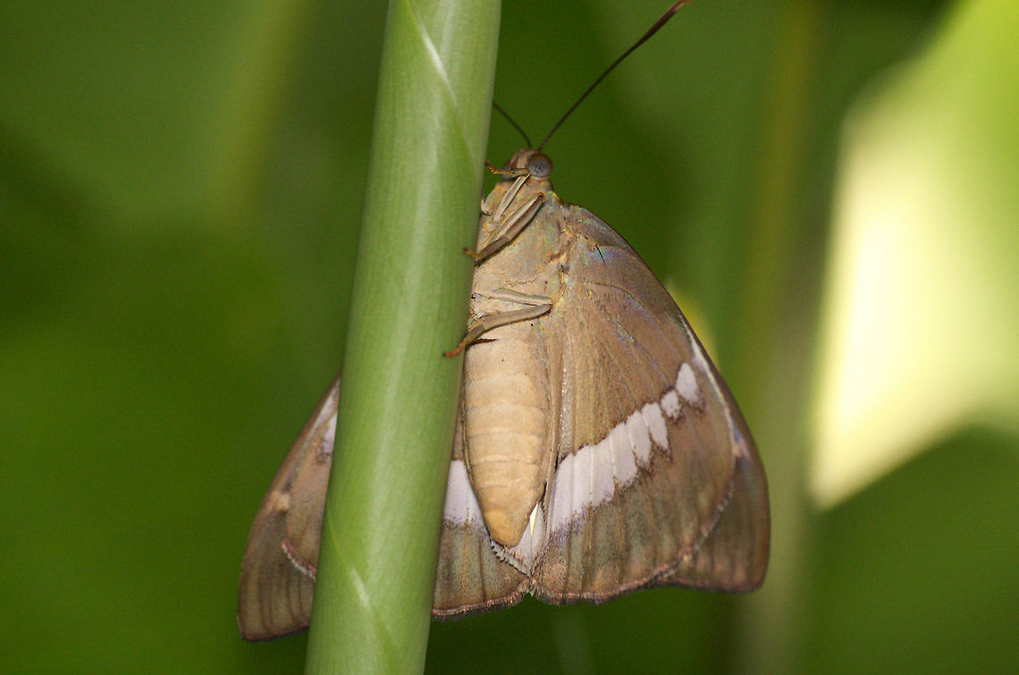 Banana Stem Borer  Geotagged,Telchin licus,Trinidad and Tobago