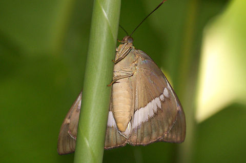 Banana Stem Borer  Geotagged,Telchin licus,Trinidad and Tobago