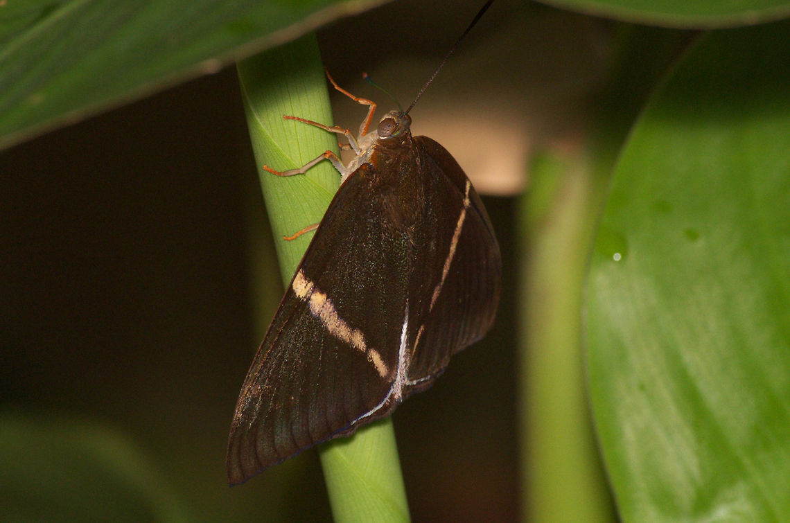Banana Stem Borer  Geotagged,Telchin licus,Trinidad and Tobago