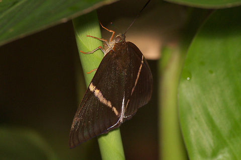 Banana Stem Borer  Geotagged,Telchin licus,Trinidad and Tobago