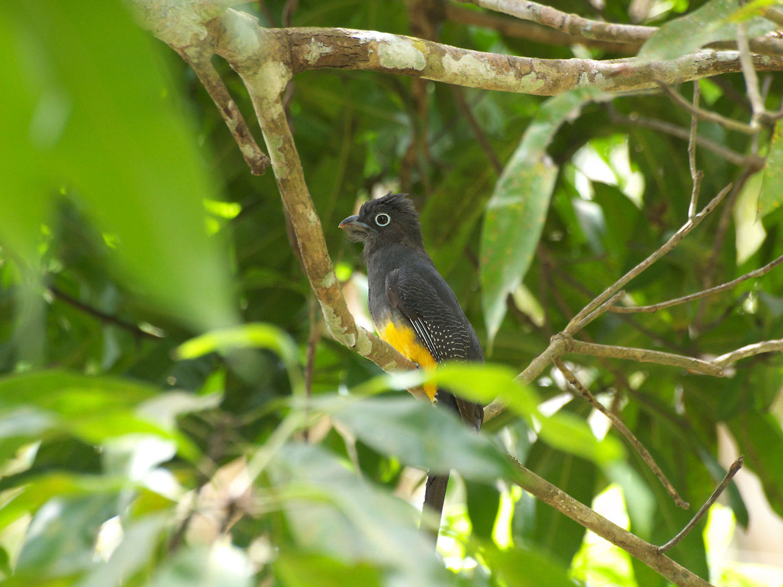Green Backed Trogon  Geotagged,Green-backed Trogon,Trinidad and Tobago,Trogon viridis