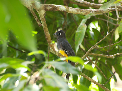 Green Backed Trogon  Geotagged,Green-backed Trogon,Trinidad and Tobago,Trogon viridis
