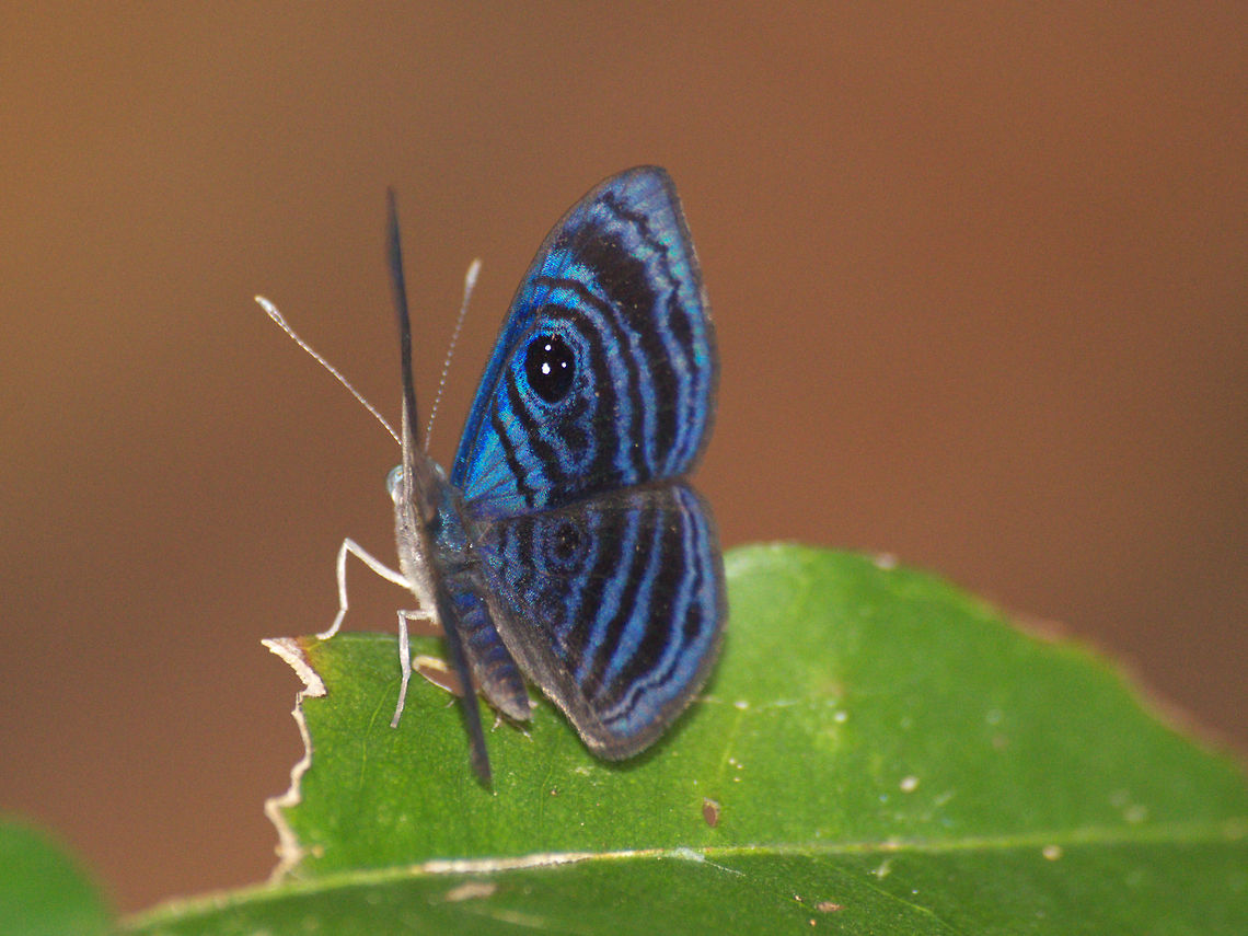 Blue Butterfly  Geotagged,Hesperina Eyed-Metalmark,Mesosemia hesperina,Trinidad and Tobago