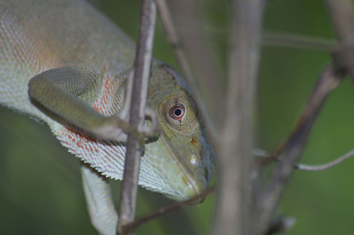 Bush Anole  Geotagged,Trinidad and Tobago