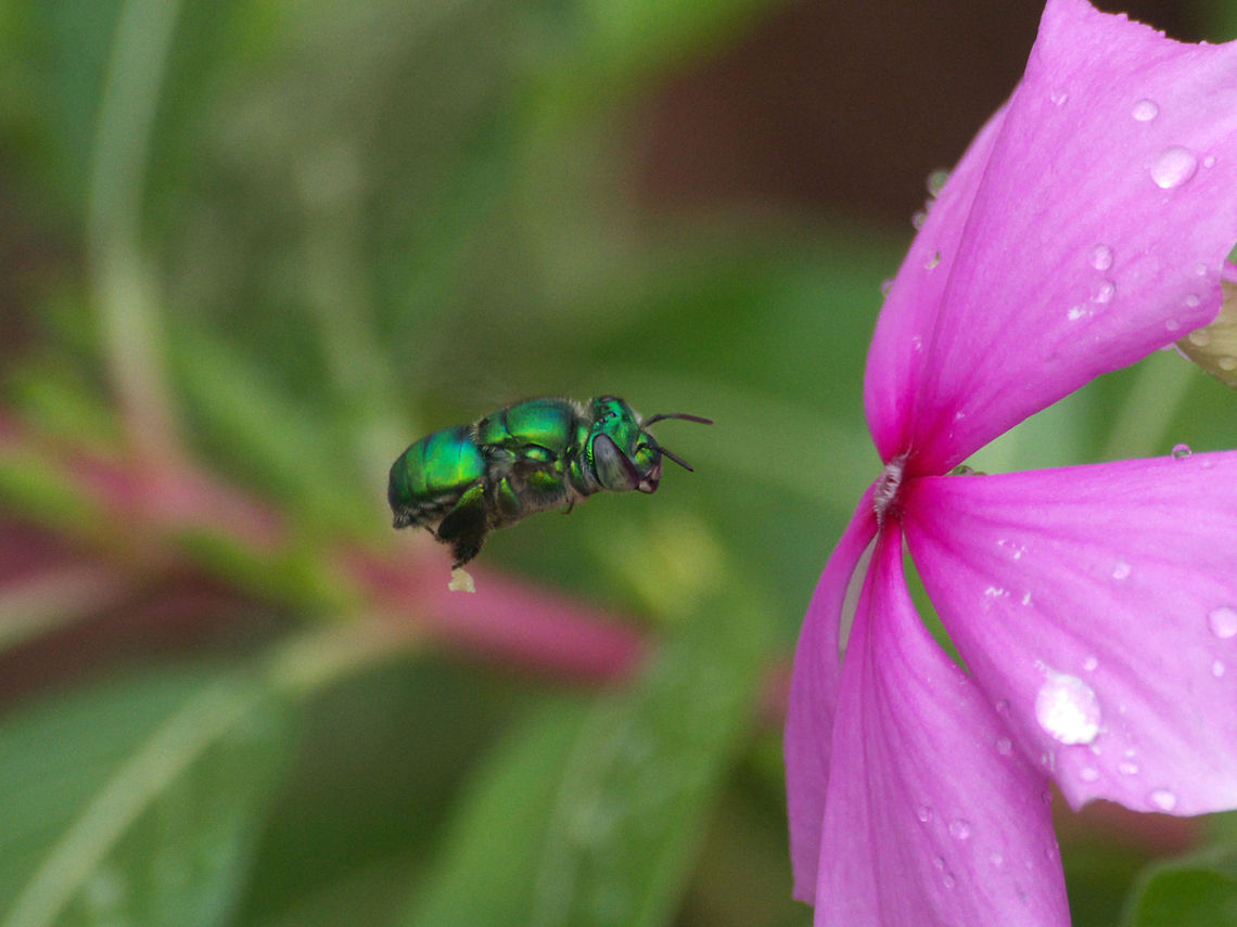 Green Bee  Geotagged,Trinidad and Tobago