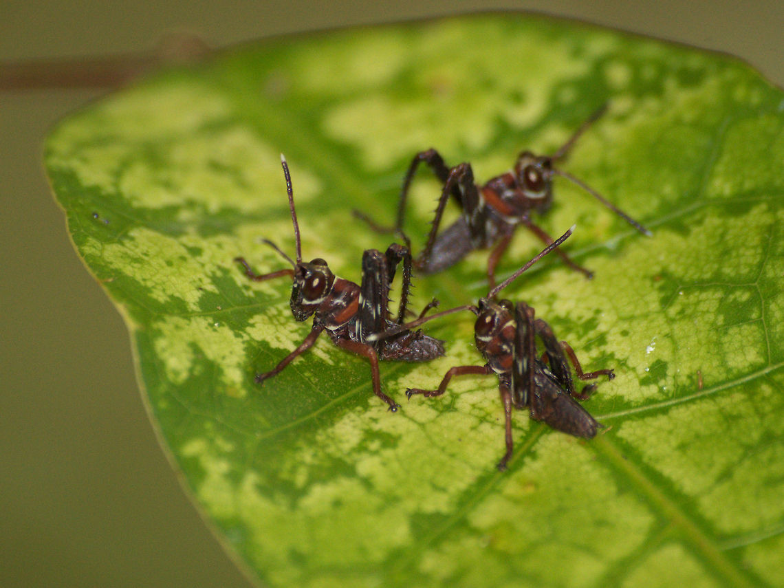 Small Grasshoppers  Geotagged,Trinidad and Tobago