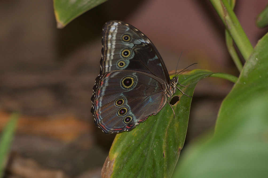 Morpho Butterfly  Geotagged,Morpho peleides,Peleides Blue Morpho,Trinidad and Tobago