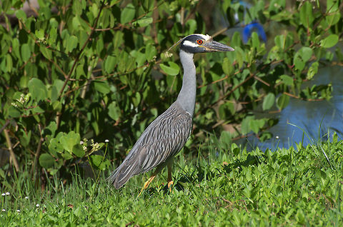 Yellow Crowned Night Heron  Geotagged,Nyctanassa violacea,Trinidad and Tobago,Yellow-crowned Night Heron