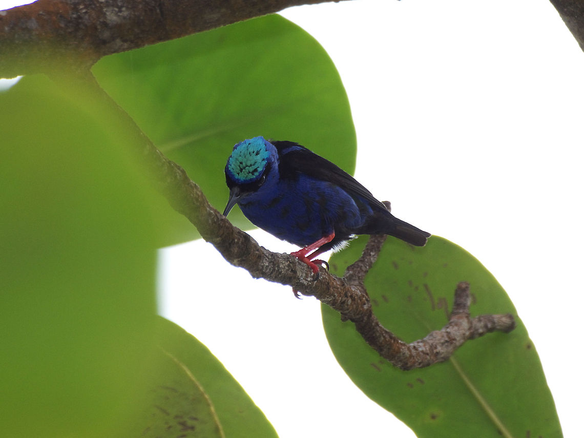 Red-legged Honeycreeper  Cyanerpes cyaneus,Geotagged,Trinidad and Tobago,red legged honeycreeper