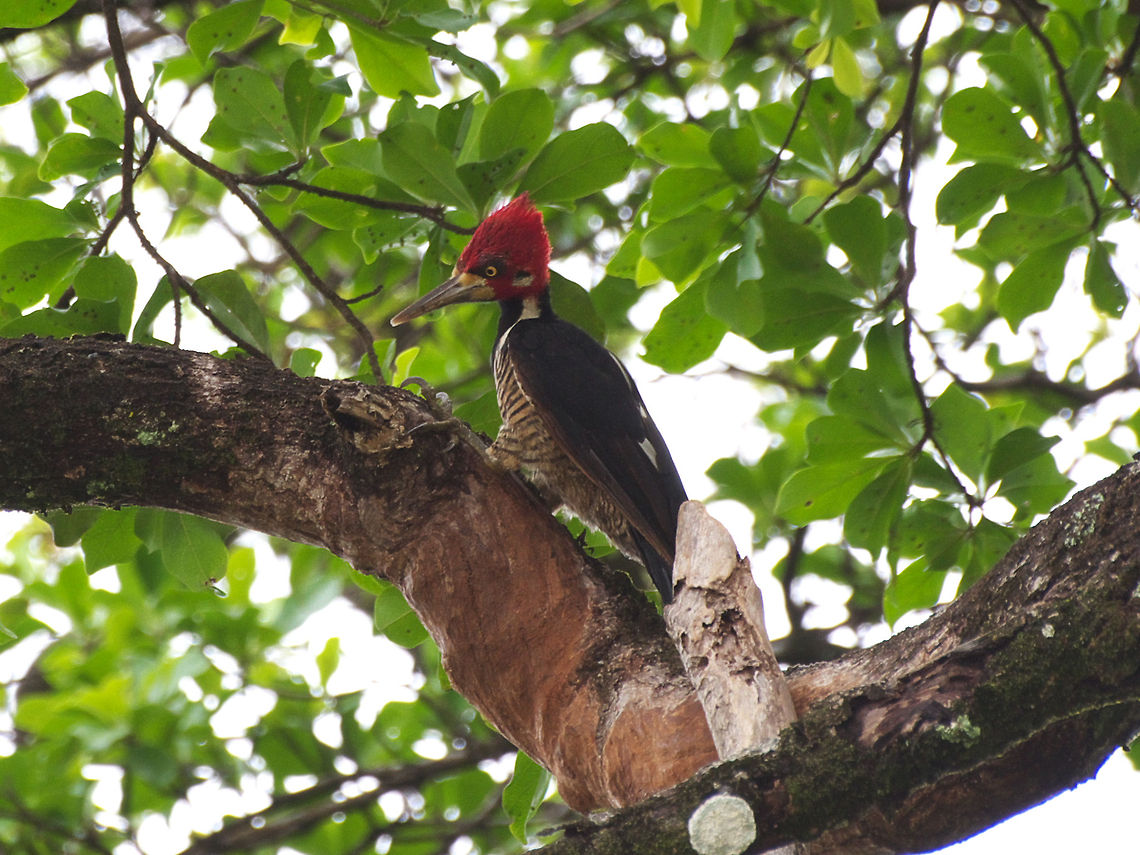 Crimson-crested Woodpecker  Campephilus melanoleucos,Geotagged,Trinidad and Tobago,crimson crested woodpecker