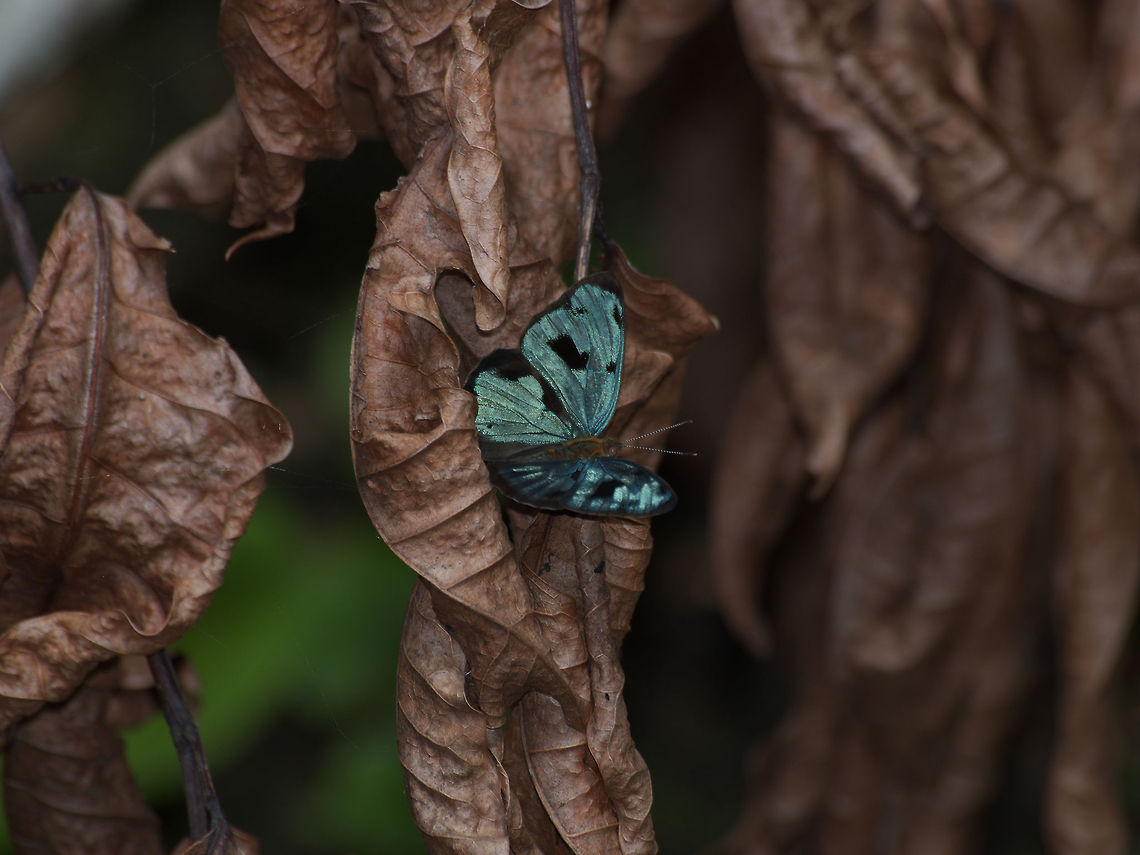 Metallic Blue Butterfly  Butterfly,Dynamine postverta,Geotagged,Trinidad and Tobago
