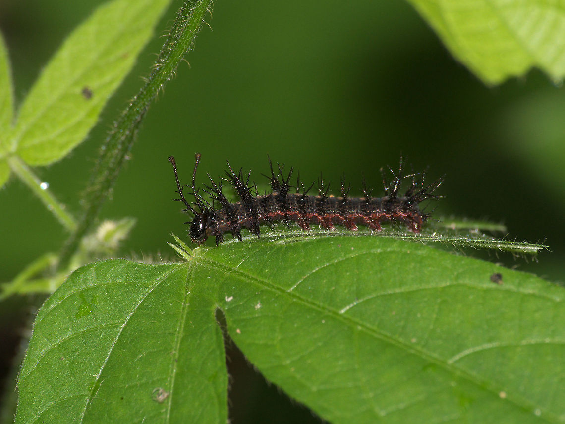 Caterpillar  Caterpillar,Geotagged,Trinidad and Tobago,black