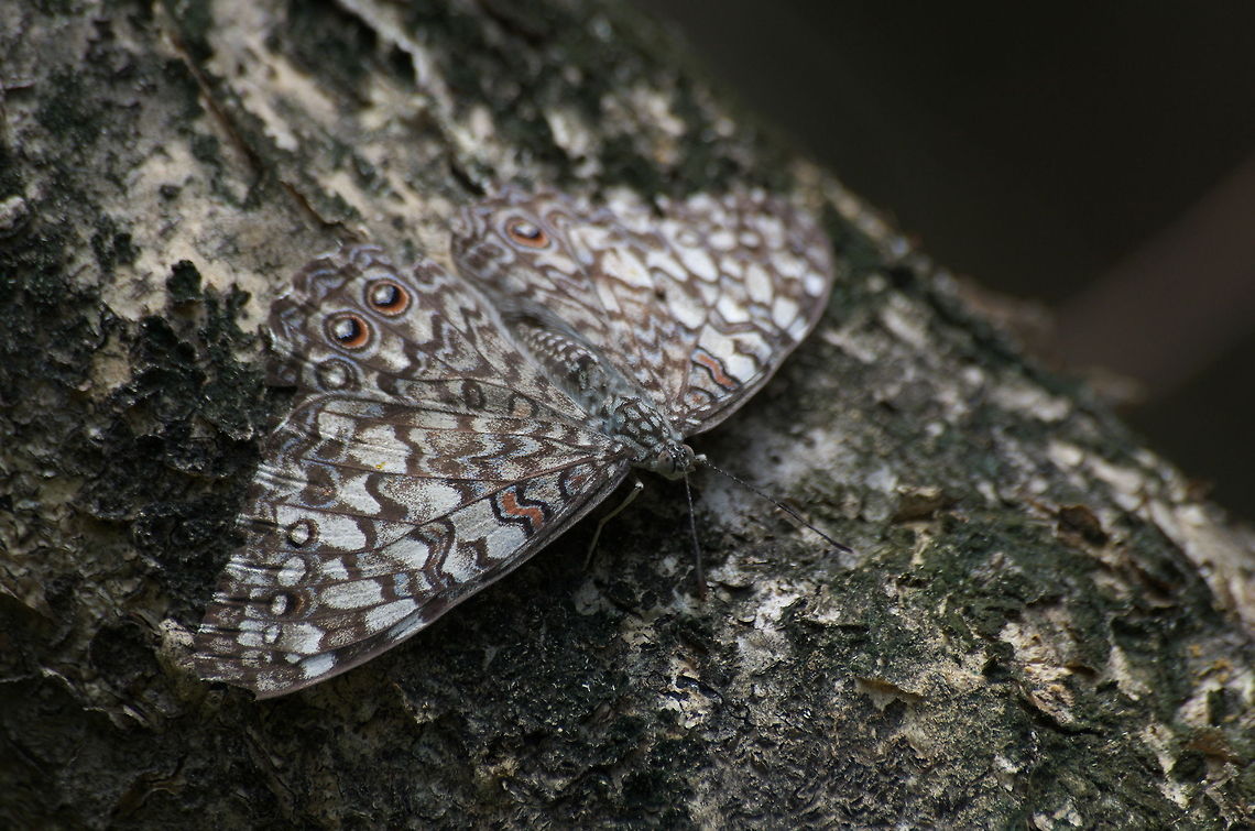 Gray Cracker  Butterfly,Geotagged,Gray Cracker,Hamadryas februa,Trinidad and Tobago,White,brown,red