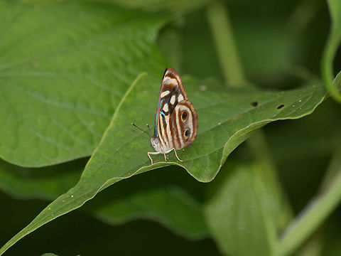 Mexican Sailor  Blue,Butterfly,Dynamine postverta,Geotagged,Trinidad and Tobago,White,brown,metallic