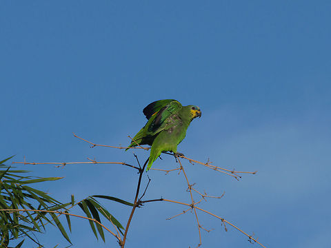 Orange Winged Parrot  Amazona amazonica,Geotagged,Orange-winged amazon,Trinidad and Tobago