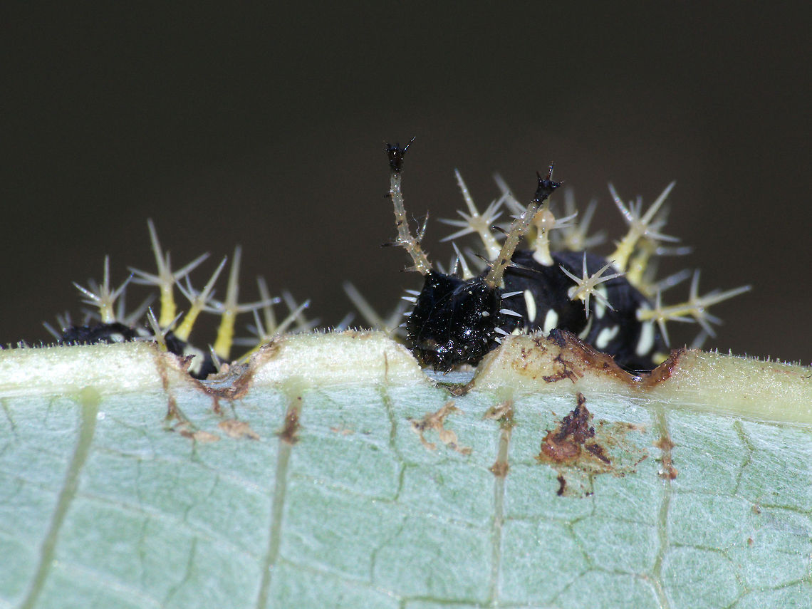 Dirce Beauty Caterpillar  Colobura dirce,Dirce Beauty,Geotagged,Trinidad and Tobago