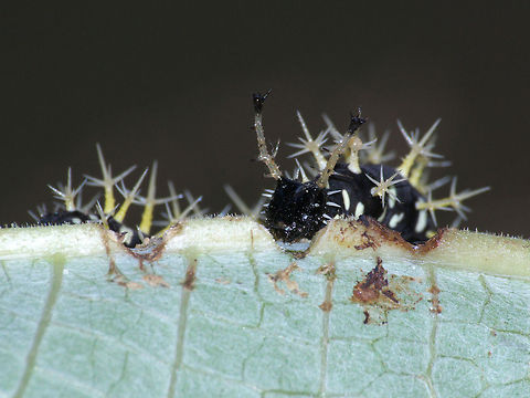 Dirce Beauty Caterpillar  Colobura dirce,Dirce Beauty,Geotagged,Trinidad and Tobago