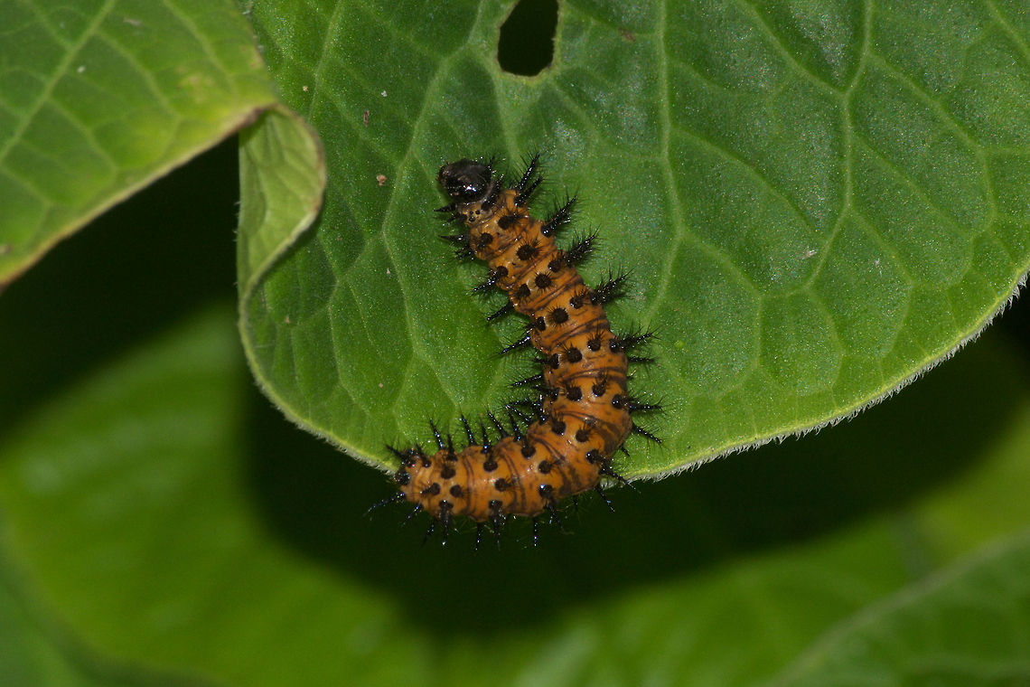 Spiky Orange Caterpillar  Geotagged,Trinidad and Tobago