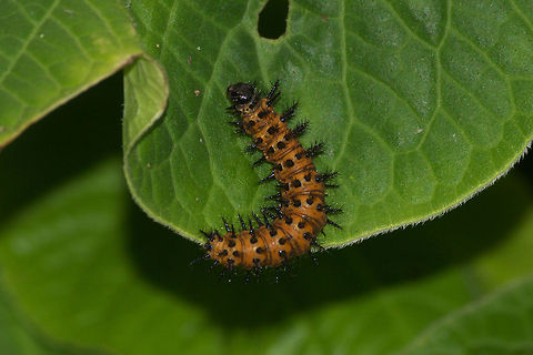 Spiky Orange Caterpillar  Geotagged,Trinidad and Tobago