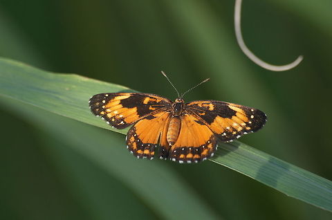 Patch Butterfly  Bordered Patch,Chlosyne lacinia,Geotagged,Trinidad and Tobago