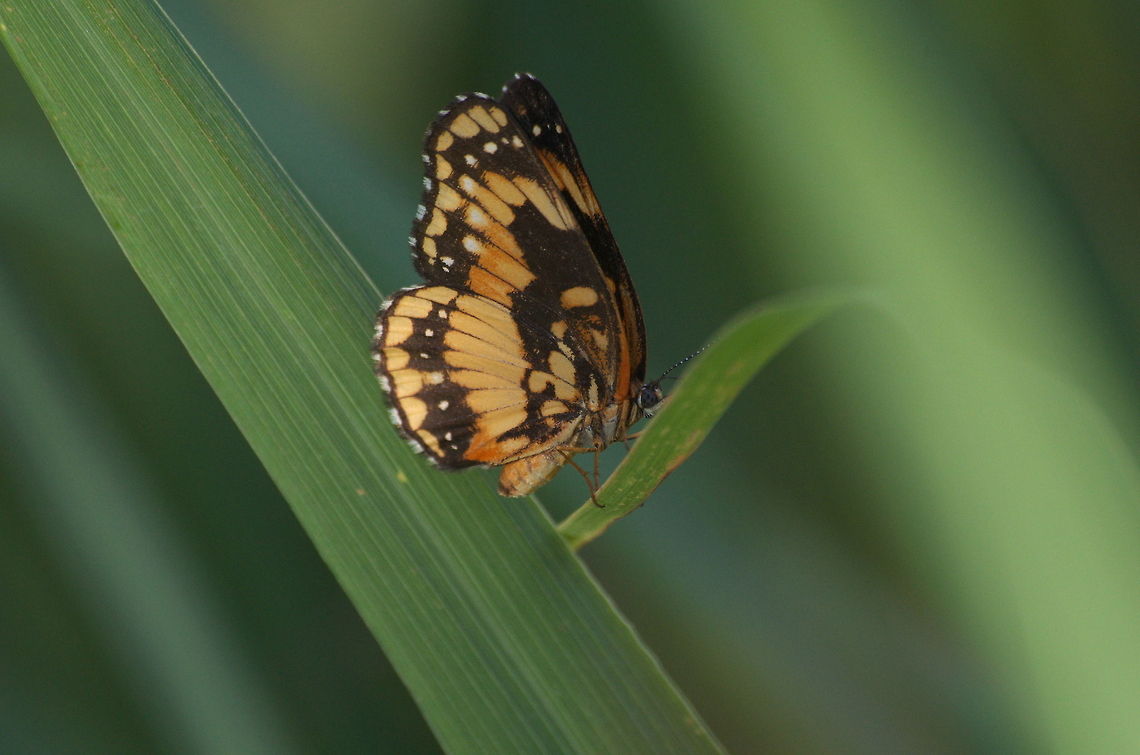 Patch Butterfly  Bordered Patch,Chlosyne lacinia,Geotagged,Trinidad and Tobago