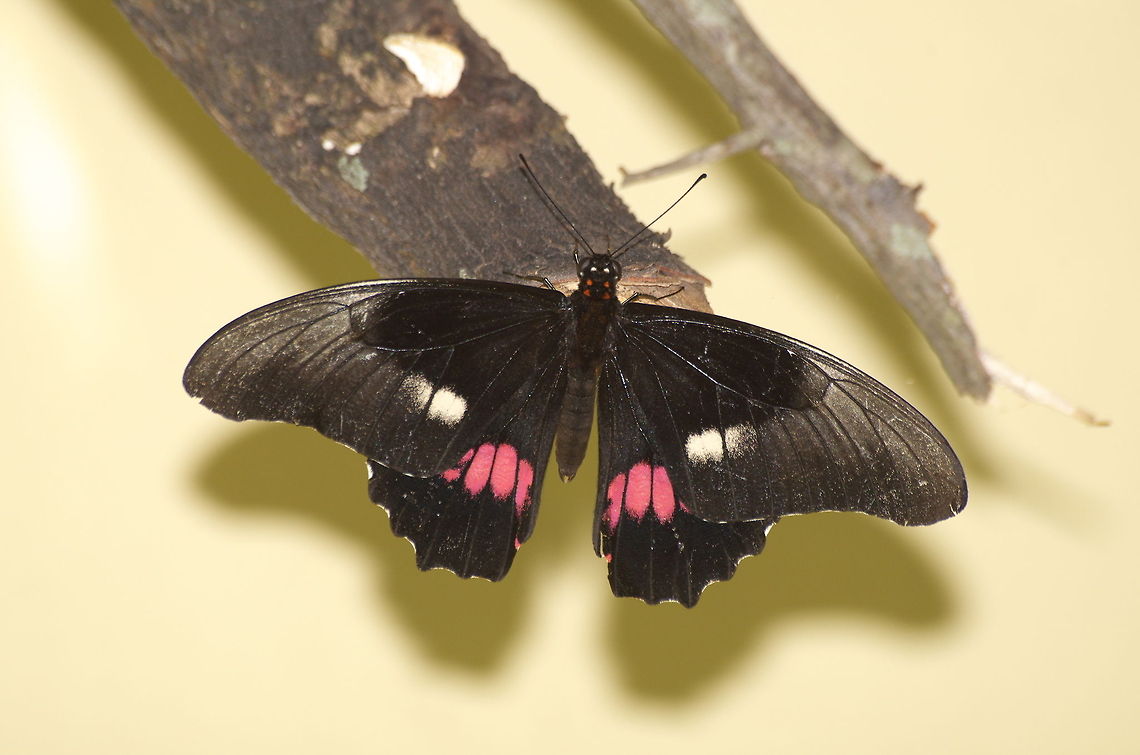 Ruby Spotted Swallowtail  Geotagged,Papilio anchisiades,Ruby-spotted Swallowtail,Trinidad and Tobago,black,red,white