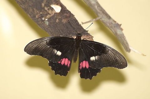 Ruby Spotted Swallowtail  Geotagged,Papilio anchisiades,Ruby-spotted Swallowtail,Trinidad and Tobago,black,red,white