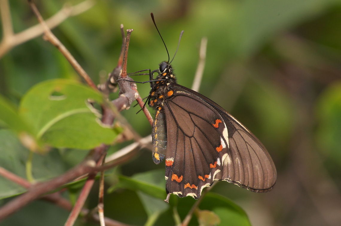 Polydamas Swallowtail  Battus polydamas,Geotagged,Trinidad and Tobago,black,brown,red,yellow