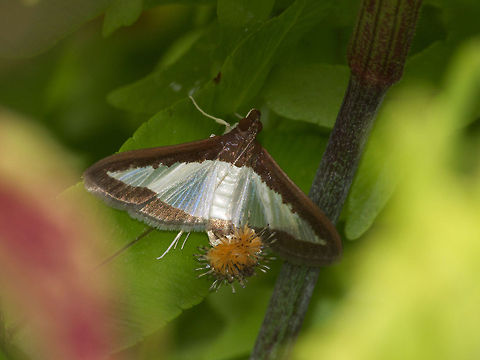 Melonworm Moth A small moth that often rests on the underside of leaves, it wiggles the brown fluff at the end of its abdomen in a side to side motion. Diaphania hyalinata,Geotagged,Trinidad and Tobago,brown,fluff,translucent,white