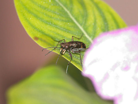 Tiger Beetle  Geotagged,Trinidad and Tobago,bronze,brown,jaws,metallic