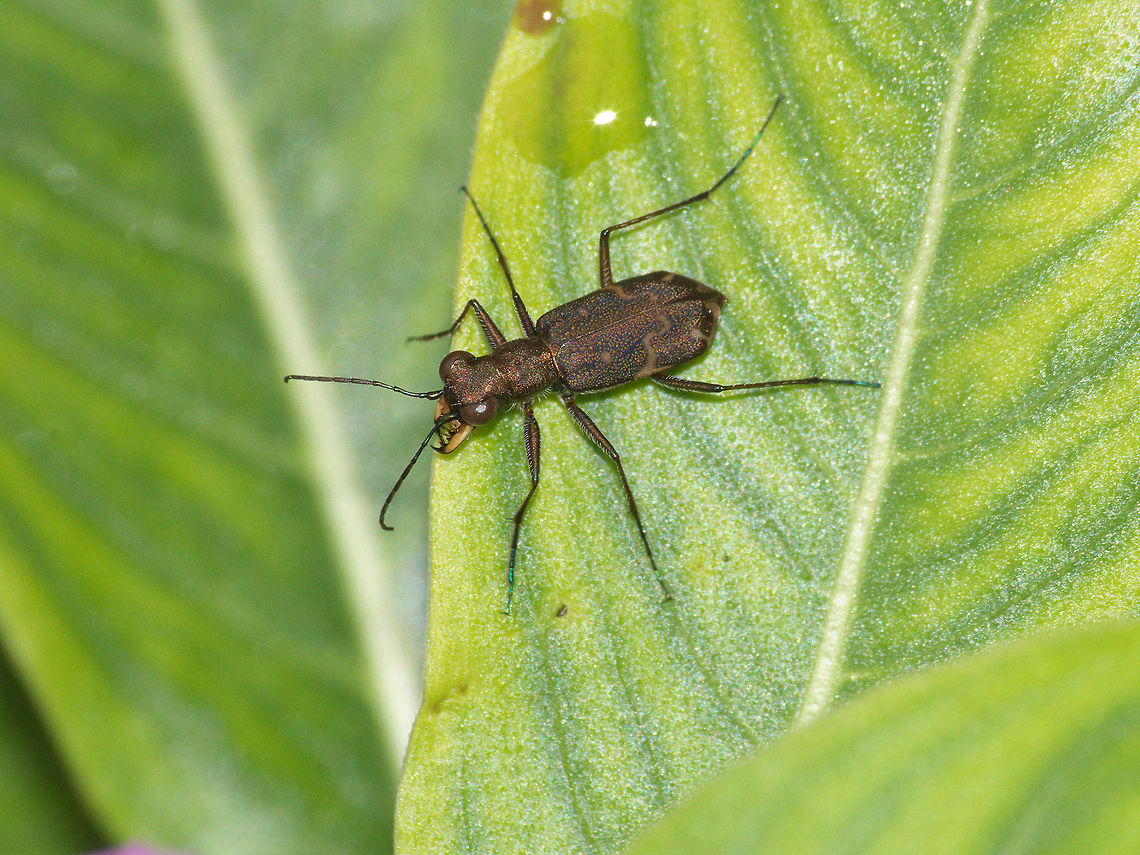 Tiger Beetle  Geotagged,Trinidad and Tobago,bronze,brown,jaws,metallic