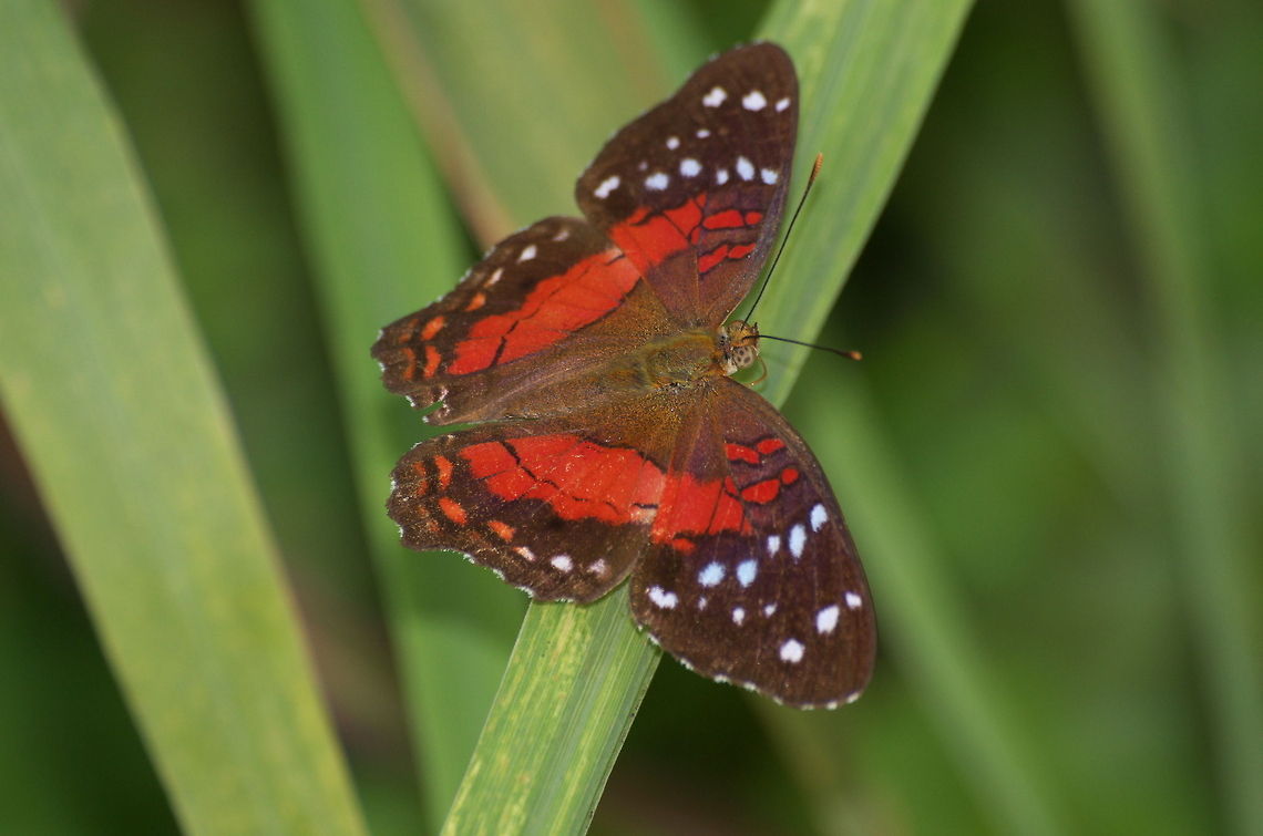 Scarlet Peacock Butterfly  Anartia amathea,Geotagged,Trinidad and Tobago,anartia amathea,brown,red,spots,white