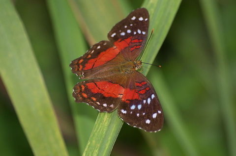 Scarlet Peacock Butterfly  Anartia amathea,Geotagged,Trinidad and Tobago,anartia amathea,brown,red,spots,white