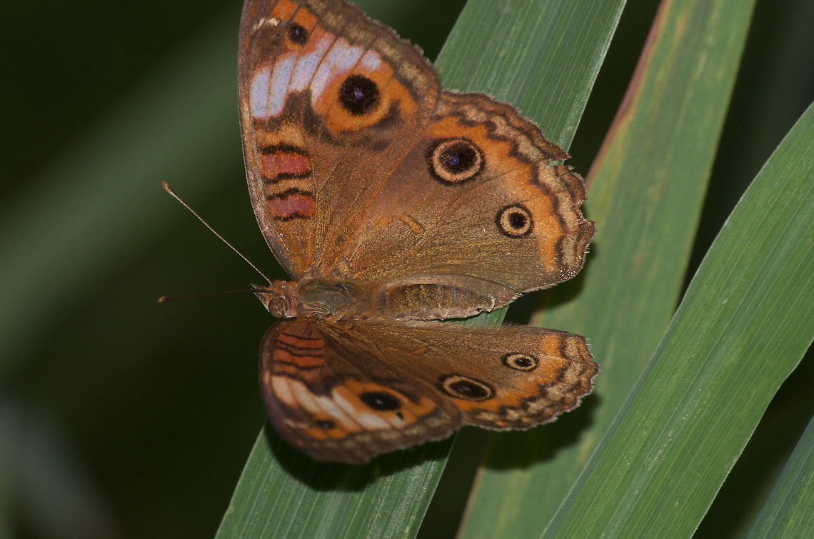 Mangrove Buckeye Butterfly  Geotagged,Junonia genoveva,Trinidad and Tobago,band,black,brown,red,spots,white
