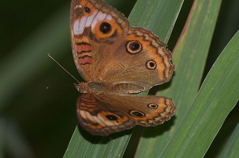 Mangrove Buckeye Butterfly  Geotagged,Junonia genoveva,Trinidad and Tobago,band,black,brown,red,spots,white