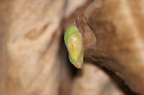 Scarlet Peacock Cocoon  Geotagged,Trinidad and Tobago