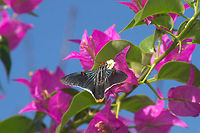 Guava Skipper  Geotagged,Phocides polybius,Trinidad and Tobago,bands,black,blue,red,stripes,white