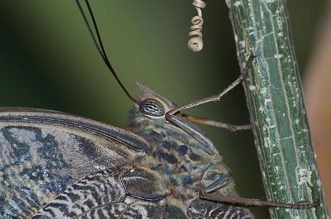 Owl Butterfly  Caligo illioneus,Geotagged,Illioneus Giant Owl,Trinidad and Tobago,blue,brown,large