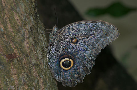 Owl Butterfly  Caligo illioneus,Geotagged,Illioneus Giant Owl,Trinidad and Tobago,blue,brown,large