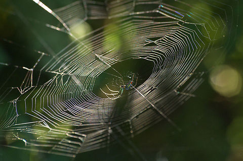 Orchard spider and web  Geotagged,Leucauge venusta,Orchard spider,Trinidad and Tobago,colorful,web