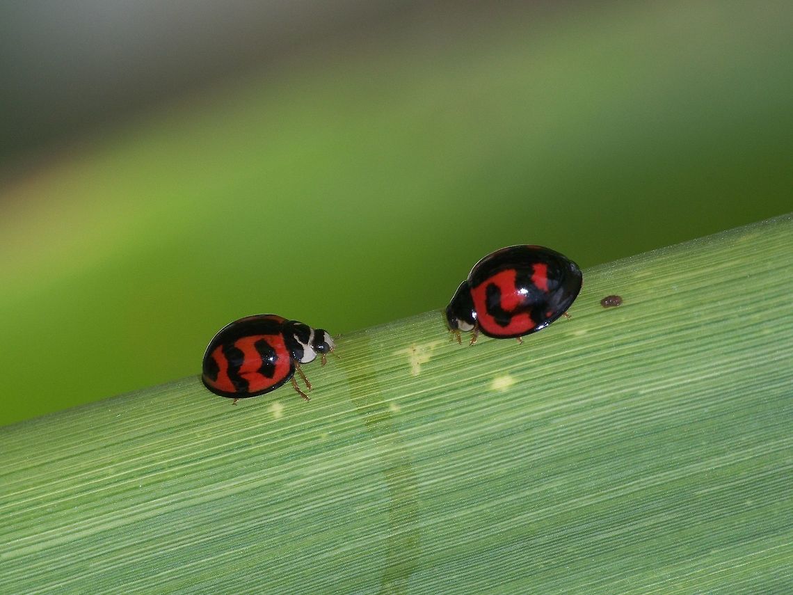 Lady Beetle Pair  Cheilomenes,Cheilomenes sexmaculata,Coccinellidae,Fall,Geotagged,Menochilus sexmaculatus,Trinidad and Tobago,Zigzag ladybird beetle,black,red,white