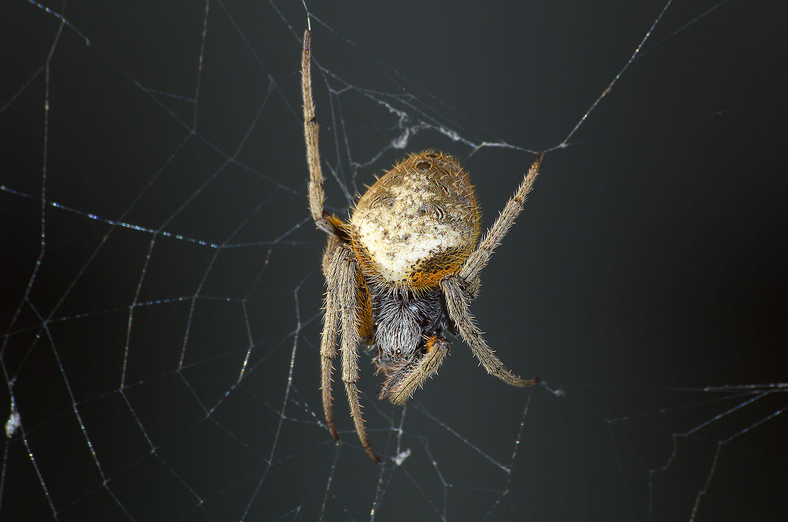 Orb Weaver Spider  Eriophora ravilla,Fall,Geotagged,Trinidad and Tobago,brown,orange,white