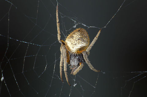 Orb Weaver Spider  Eriophora ravilla,Fall,Geotagged,Trinidad and Tobago,brown,orange,white