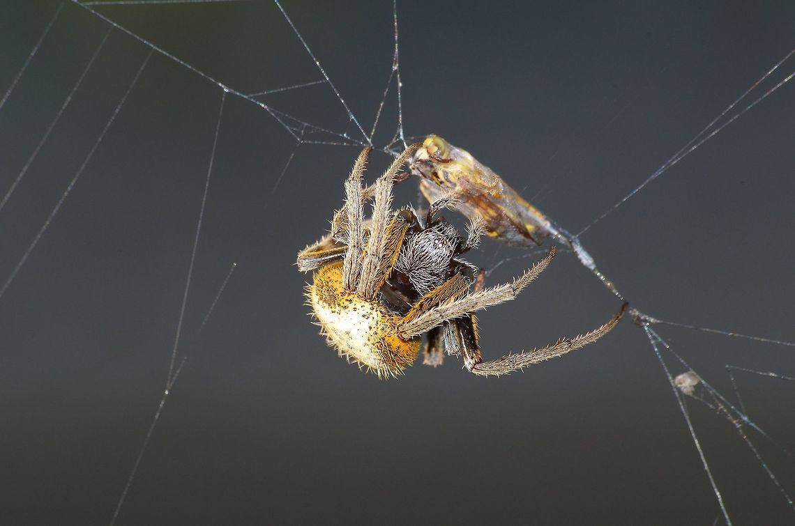 Orb Weaver Spider and Prey  Eriophora ravilla,Fall,Geotagged,Trinidad and Tobago,brown,food,orange,wasp,white