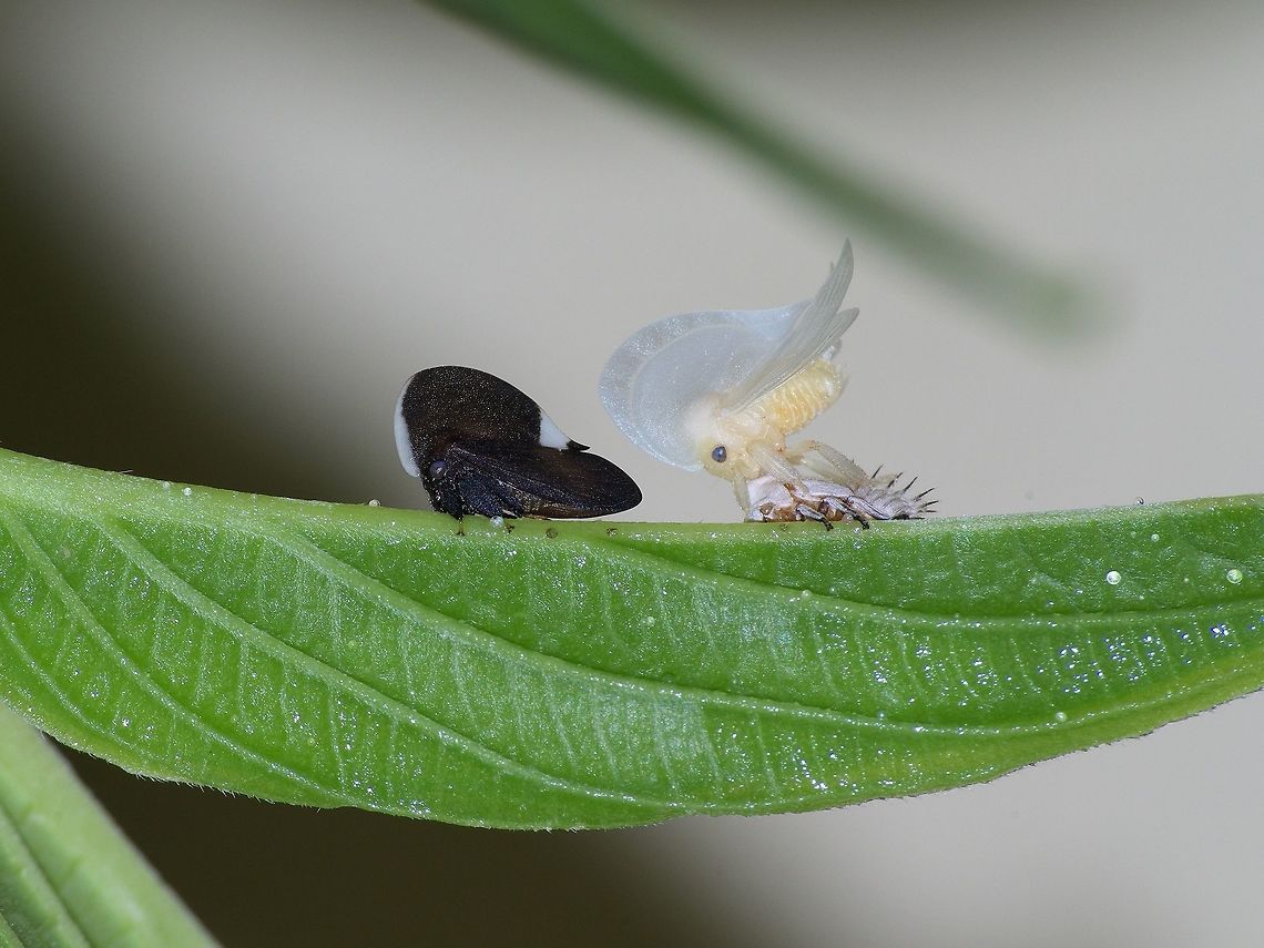 Portuguese Helmet Treehoppers  Fall,Geotagged,Membracis dorsata,Trinidad and Tobago,black,molting,white