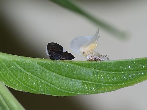 Portuguese Helmet Treehoppers  Fall,Geotagged,Membracis dorsata,Trinidad and Tobago,black,molting,white