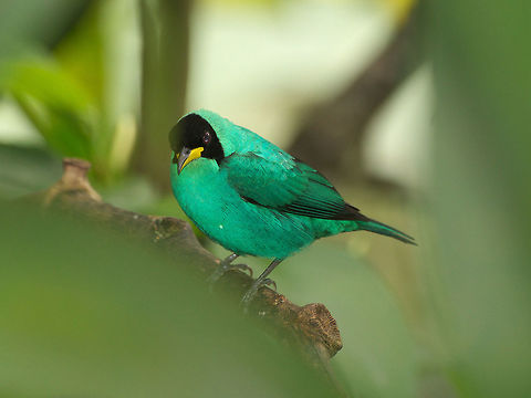 Male Green Honeycreeper  Chlorophanes spiza,Fall,Geotagged,Green Honeycreeper,Trinidad and Tobago,asa wright,black,green,yellow