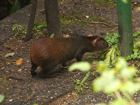 Red-rumped Agouti  Brazilian Agouti,Dasyprocta leporina,Fall,Geotagged,Trinidad and Tobago,asa wright,rodent