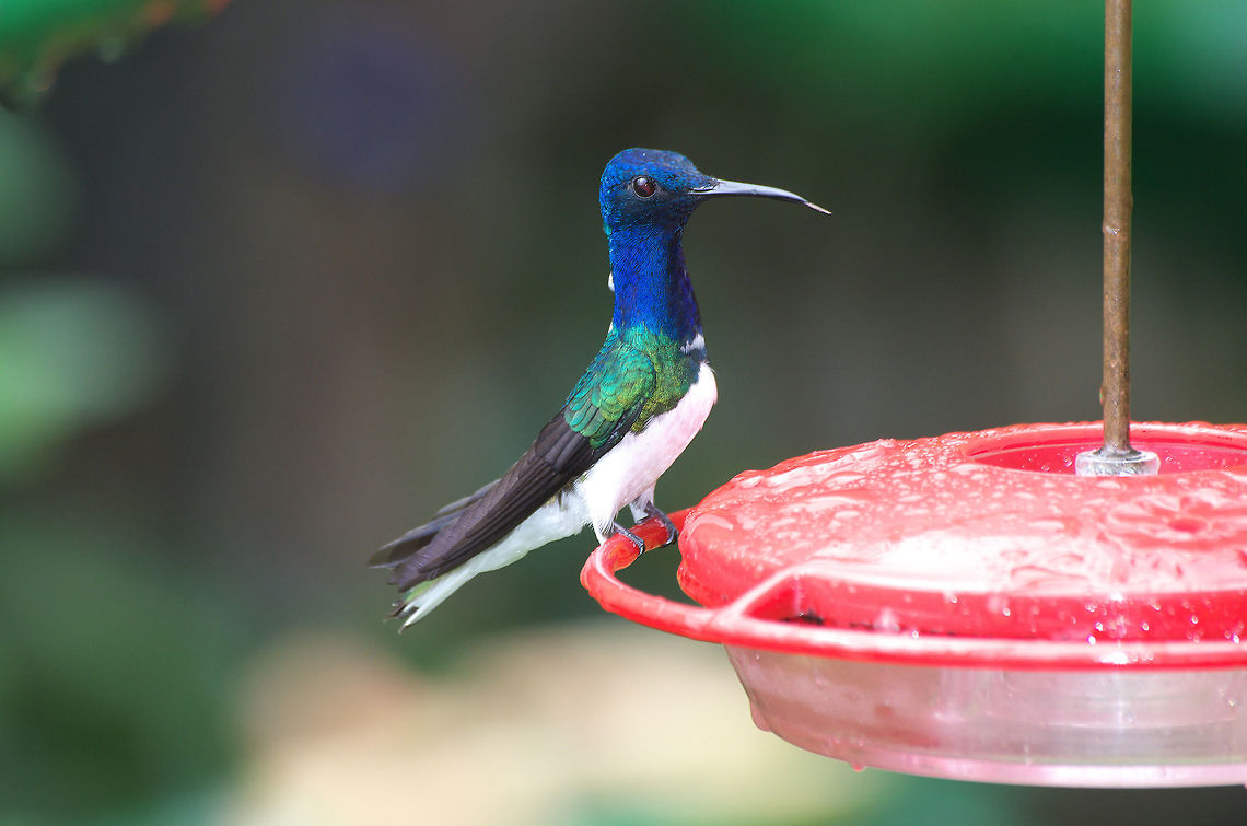 White-necked Jacobin  Fall,Florisuga mellivora,Geotagged,Trinidad and Tobago,White-necked jacobin,asa wright,black,blue,green,hummingbird,white