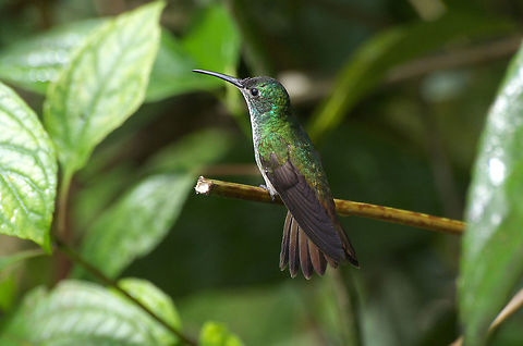 White-chested Emerald  Amazilia brevirostris,Fall,Geotagged,Trinidad and Tobago,White-chested emerald,asa wright,brown,green,grey,hummingbird,white